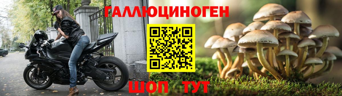 Галлюциногенные грибы Psilocybe Темрюк